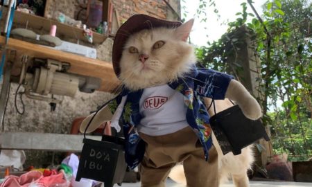Πρώην δάσκαλος γίνεται διάσημος στους φιλόζωους: Υψηλή ραπτική για γάτες